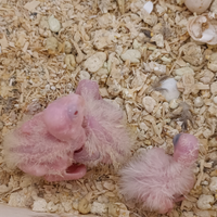 Pappagalli galopsiti pulli da allevare a mano