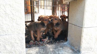 Pinscher toy cuccioli 2.5kg max