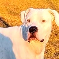 Dogo Argentino maschio affido gratuitamente