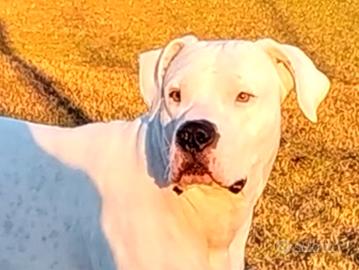 Dogo Argentino maschio affido gratuitamente