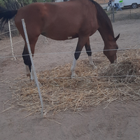 Cavallo