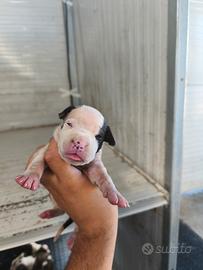 Amstaff cuccioli