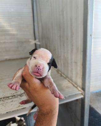 Amstaff cuccioli
