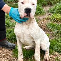 Dogo argentino
