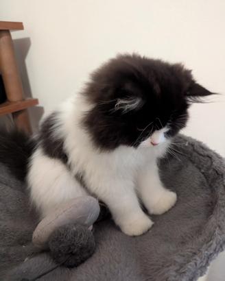 Gattino Persiano Cucciolo Bicolore