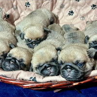 Cuccioli di Carlino allevamento certificato ENCI