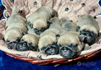 Cuccioli di Carlino allevamento certificato ENCI