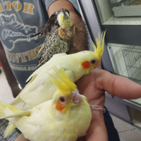 Calopsite allevate a mano