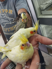 Calopsite allevate a mano