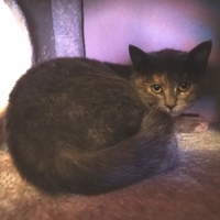 Gattina simil certosina a Pordenone