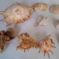 Conchiglie da collezione