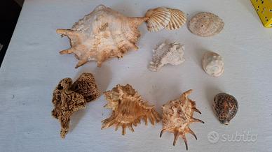Conchiglie da collezione