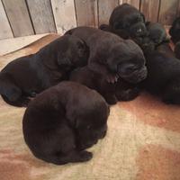 Cuccioli labrador retriever