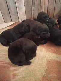 Cuccioli labrador retriever