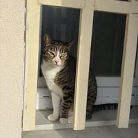 Gatti in adozione