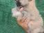 Immagine 4