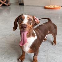 Cane per accoppiamento