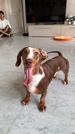 Cane per accoppiamento