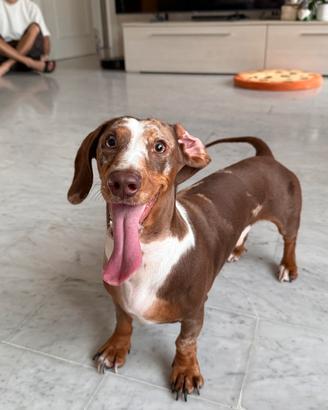 Cane per accoppiamento