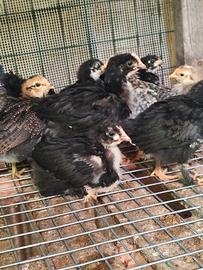 Coppie marans e legbar