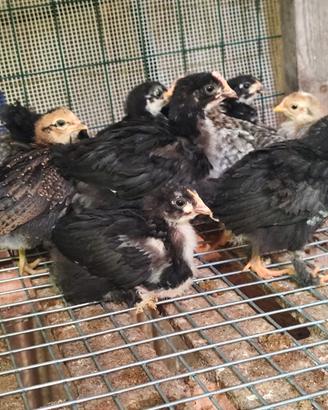 Coppie marans e legbar