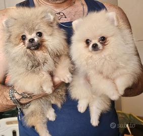 spitz nano pomerania 