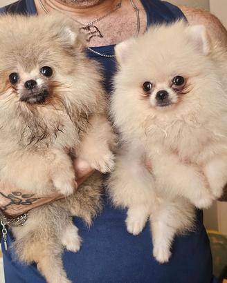 spitz nano pomerania 