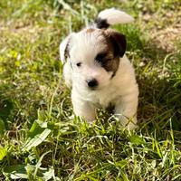 Femminuccia jack Russell alta genealogia