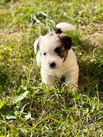 Femminuccia jack Russell alta genealogia