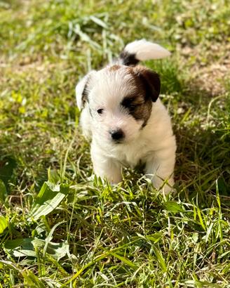 Femminuccia jack Russell alta genealogia