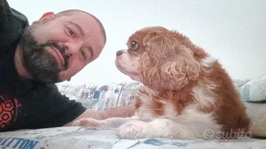 Dog sitter - Dogsitter con esperienza