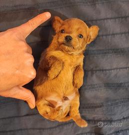 MALTIPOO maschietto minitoy con test genetici