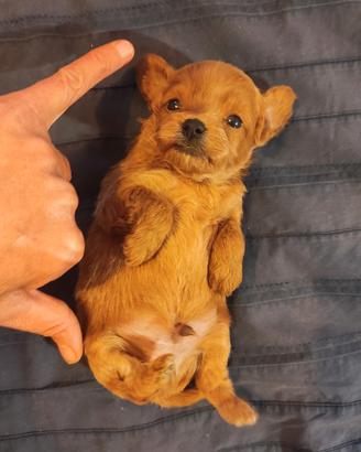 MALTIPOO maschietto minitoy con test genetici