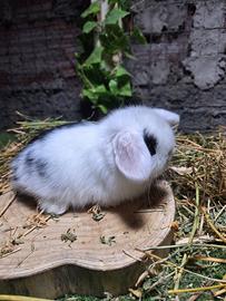 Minilop