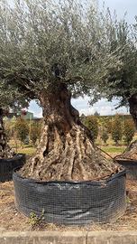 Ulivo ornamentale per giardino