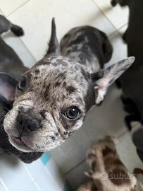 Bulldog Francese