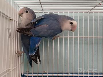 Inseparabili Roseicollis blu coppia