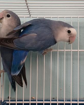 Inseparabili Roseicollis blu coppia