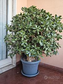 Crassula ovata 130 cm - albero di giada
