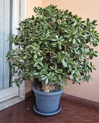 Crassula ovata 130 cm - albero di giada