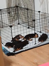 Pinsker cuccioli