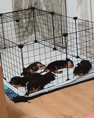Pinsker cuccioli