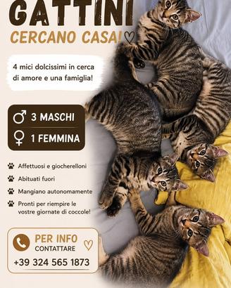 Gattini
