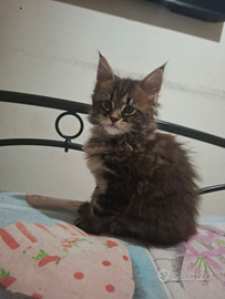Maschetto Maine Coon 2mesi disponibile