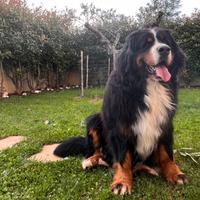 Accoppiamento Bovaro del Bernese