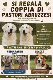 Pastore abruzzese