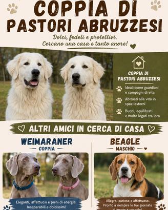 Pastore abruzzese