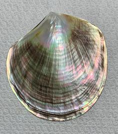 Conchiglia di madreperla naturale