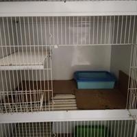 Gabbie Terenziani per cani gatti conigli