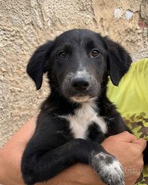 Cucciolo finirà in canile
